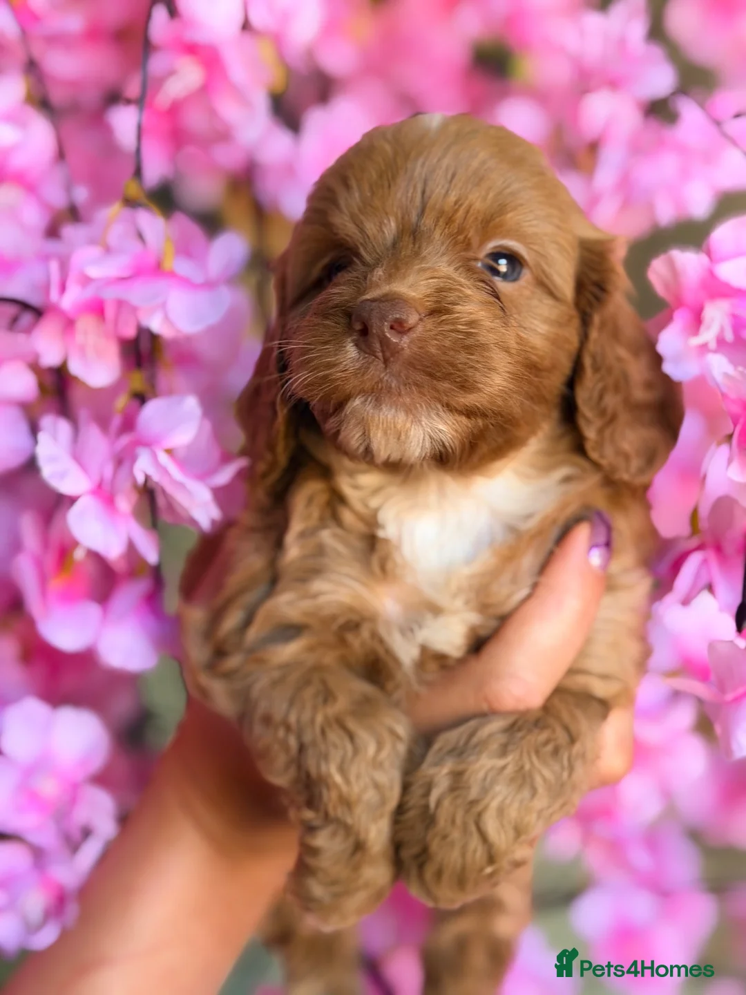 Cockapoo dogs for sale: F1 Fluffy Pancakes Litter Charming Babies  - Advert 10