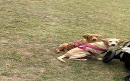 Labrador Retriever dogs for sale: Two female labradors  - Advert 2