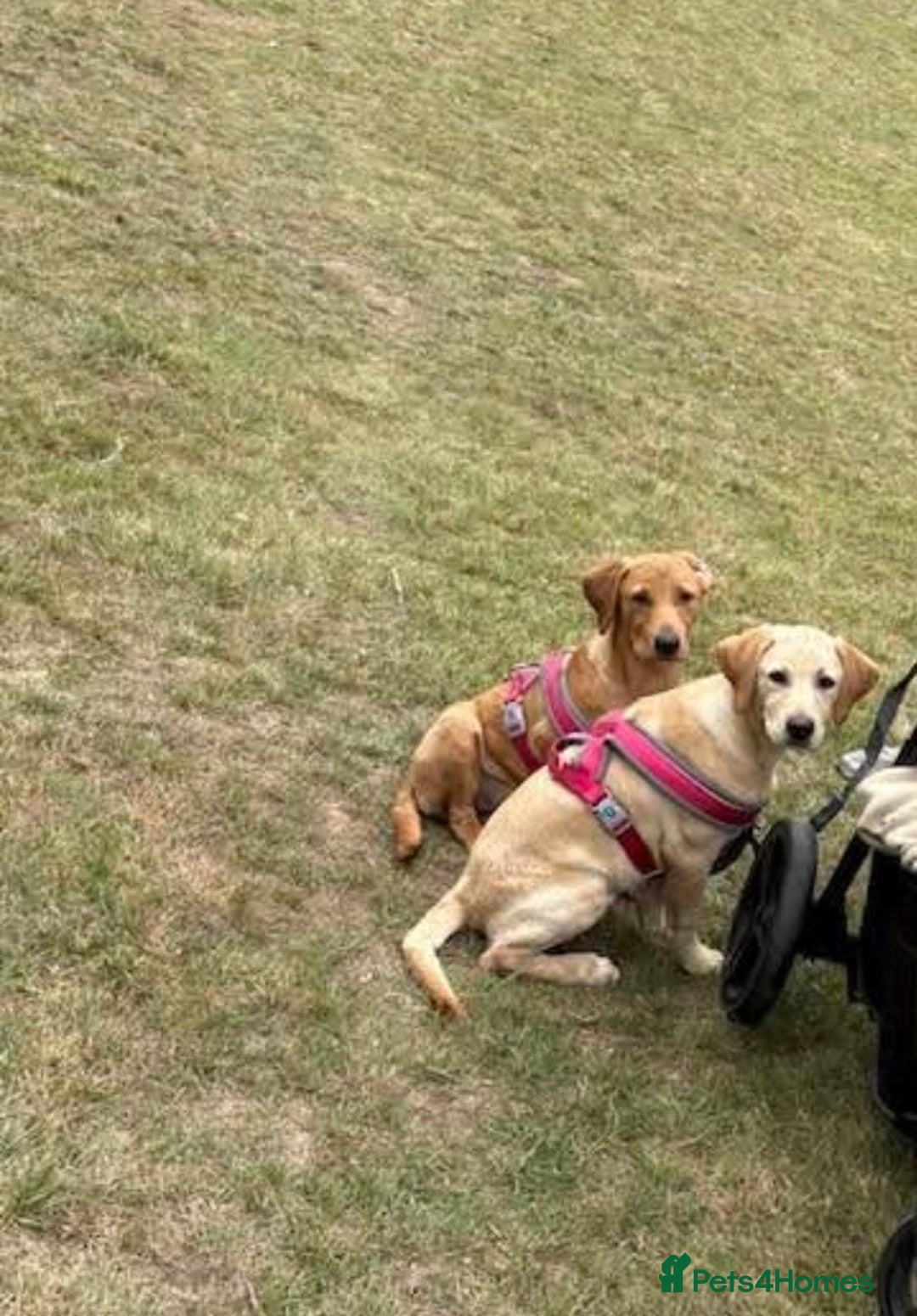 Labrador Retriever dogs for sale: Two female labradors  - Advert 2