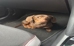 Miniature Dachshund dogs for sale: Miniature dachshund 7 months old - Image 1