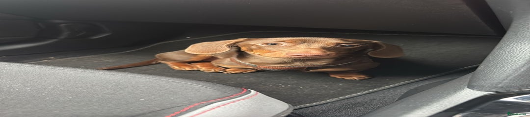 Miniature Dachshund Puppy 1