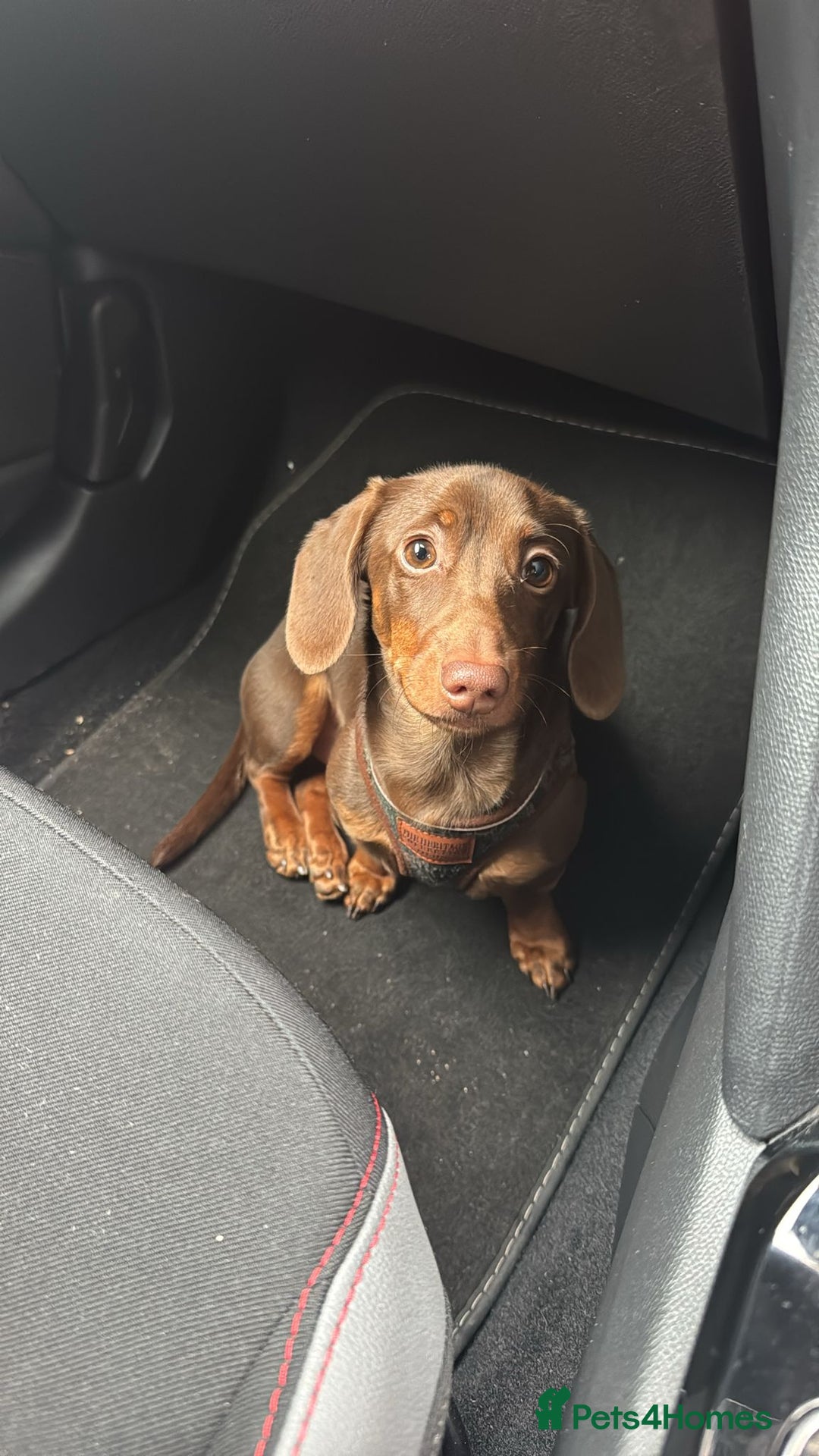Miniature Dachshund dogs for sale: Miniature dachshund 7 months old - Image 1