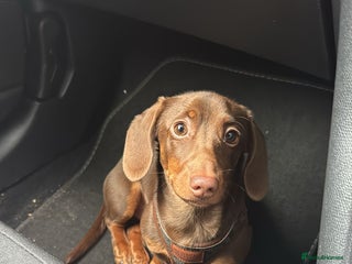 Miniature Dachshund dogs for sale - Advert 1