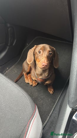 Miniature Dachshund dogs - Advert 1