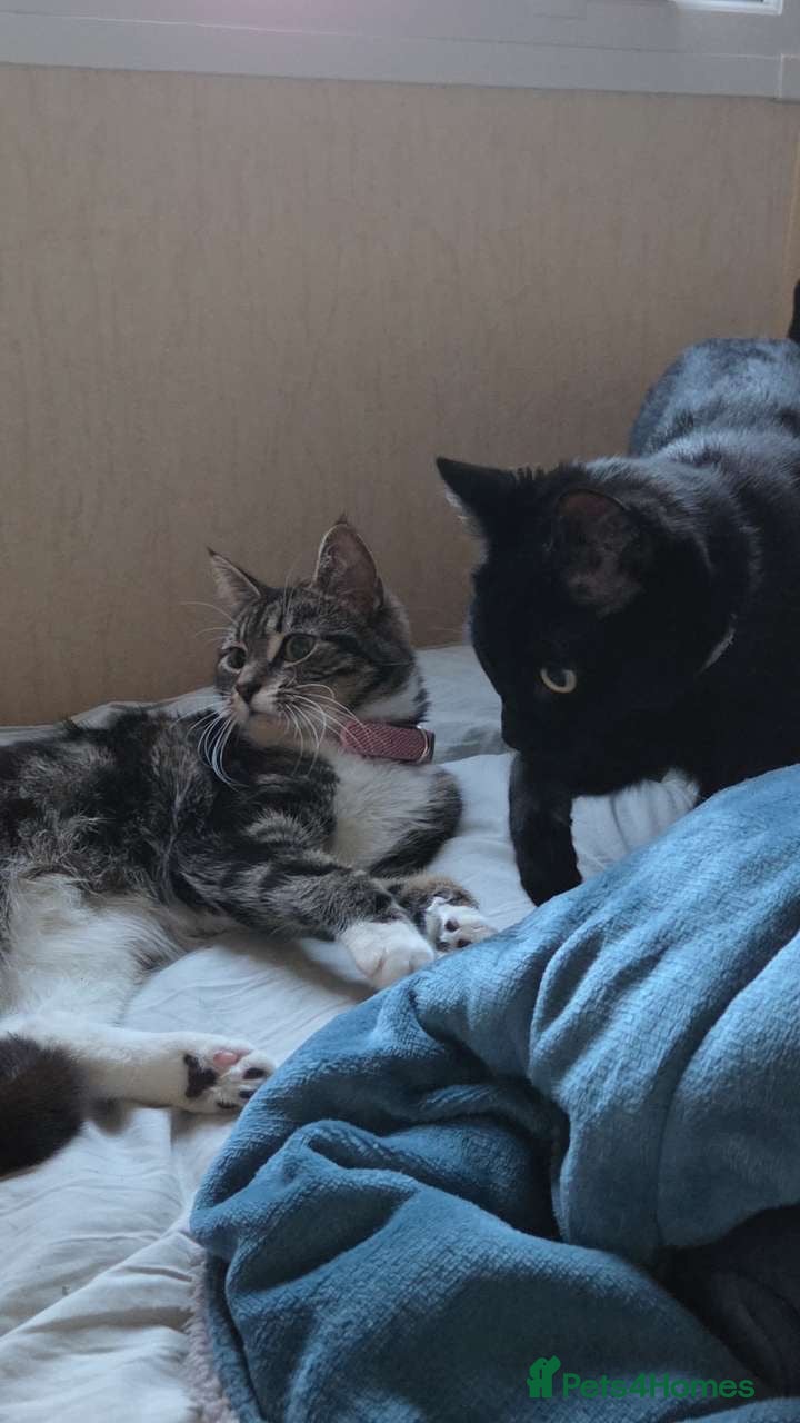 Mixed Breed cats Winnie and eclipse  - Advert 1