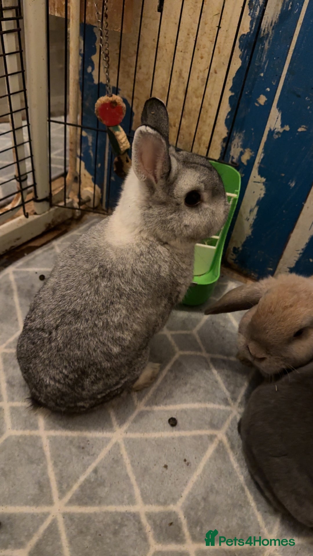 Mixed Breed rabbits for sale: For stunning rabbits looking for a new home  - Advert 3