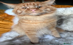 Maine Coon cats for stud: 🦁 Aslan – Proven Red Mackerel Maine Coon Stud - Advert 2