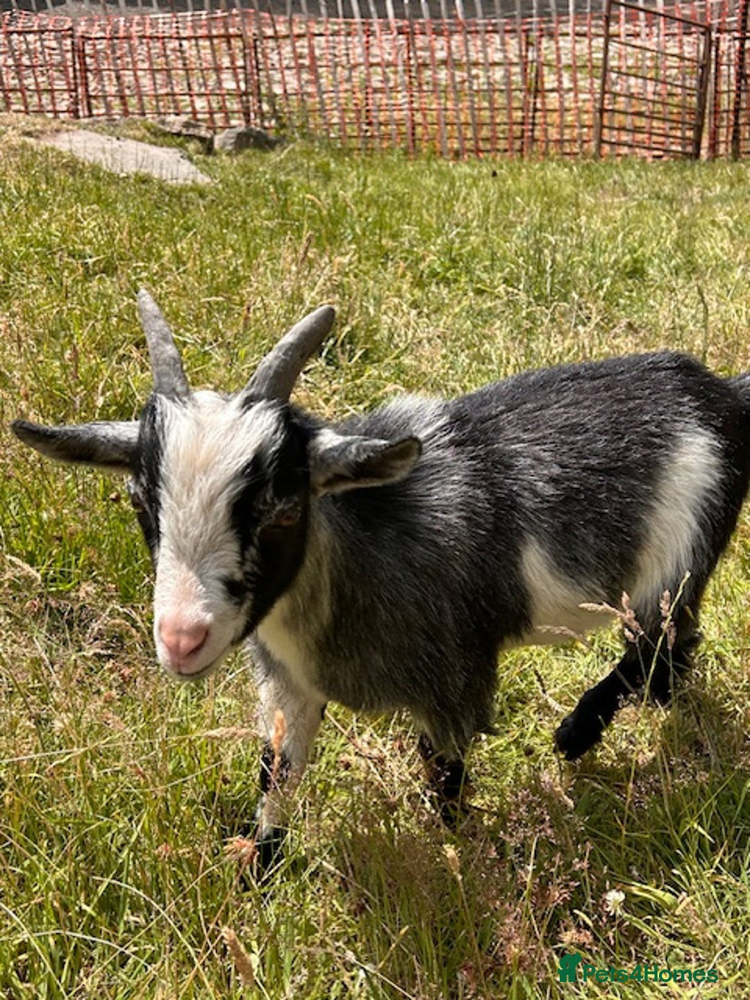 Goats livestock for sale: One Pygmy Male for Sale - Image 2