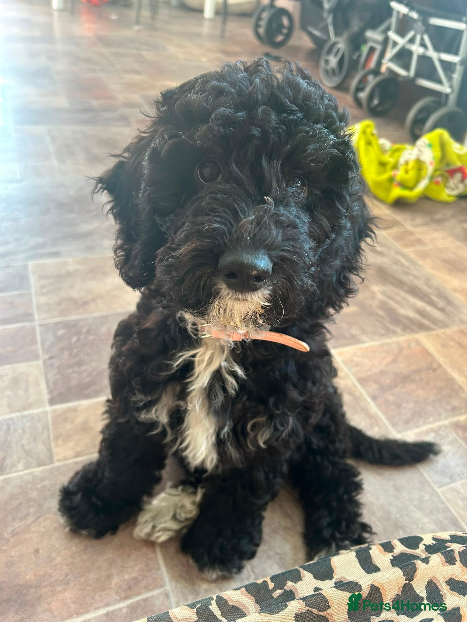 Cockapoo dogs Cockapoo for sale - Advert 16