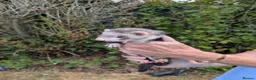 Ferret rodents for sale: Bady Ferrets  - Advert 5