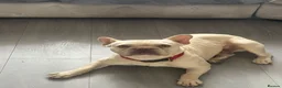 French Bulldog dogs for sale: Lovely lilac platinum boy here  in Sittingbourne - Advert 3