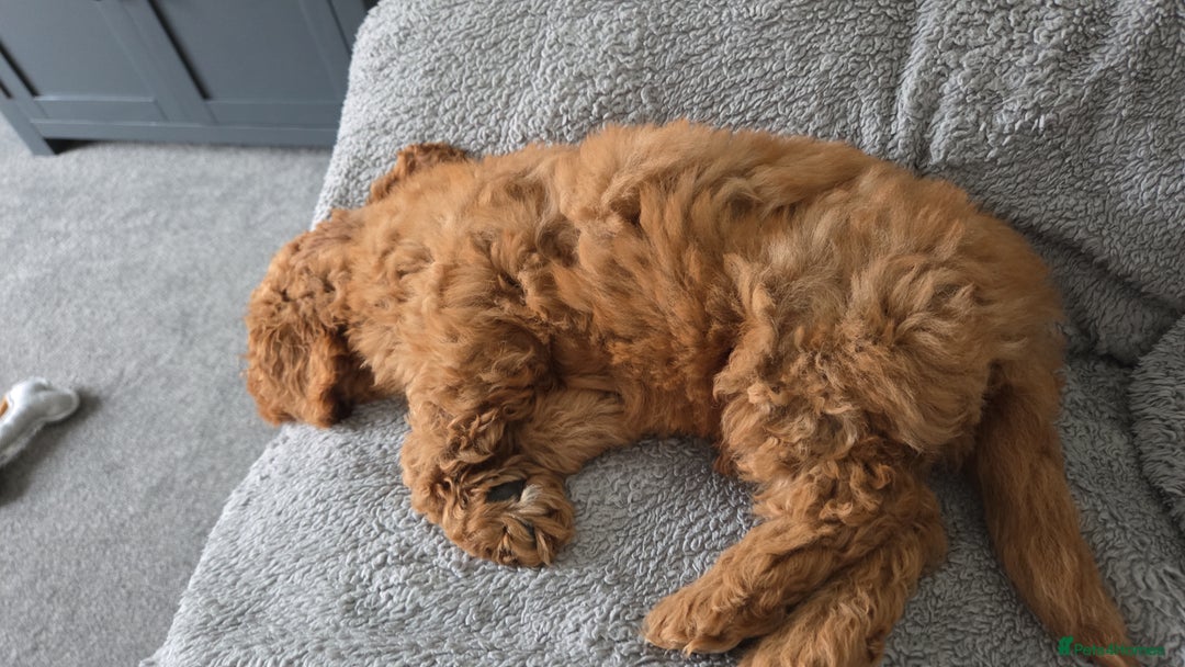 Mixed Breed dogs for sale: Australian Labradoodle/ Cockapoo fox red male  - Advert 3