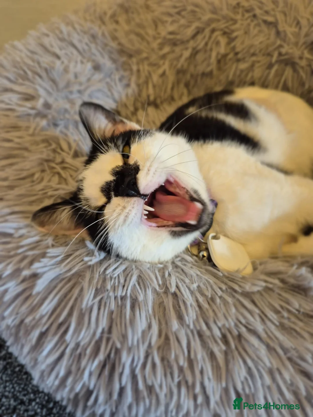 Mixed Breed cats for sale: Sweet pea is looking for a new home!  - Advert 7