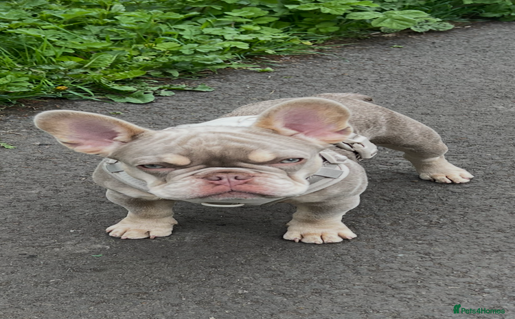 French Bulldog dogs - Advert 1