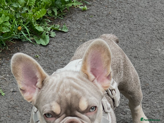 French Bulldog dogs Milo - Advert 13