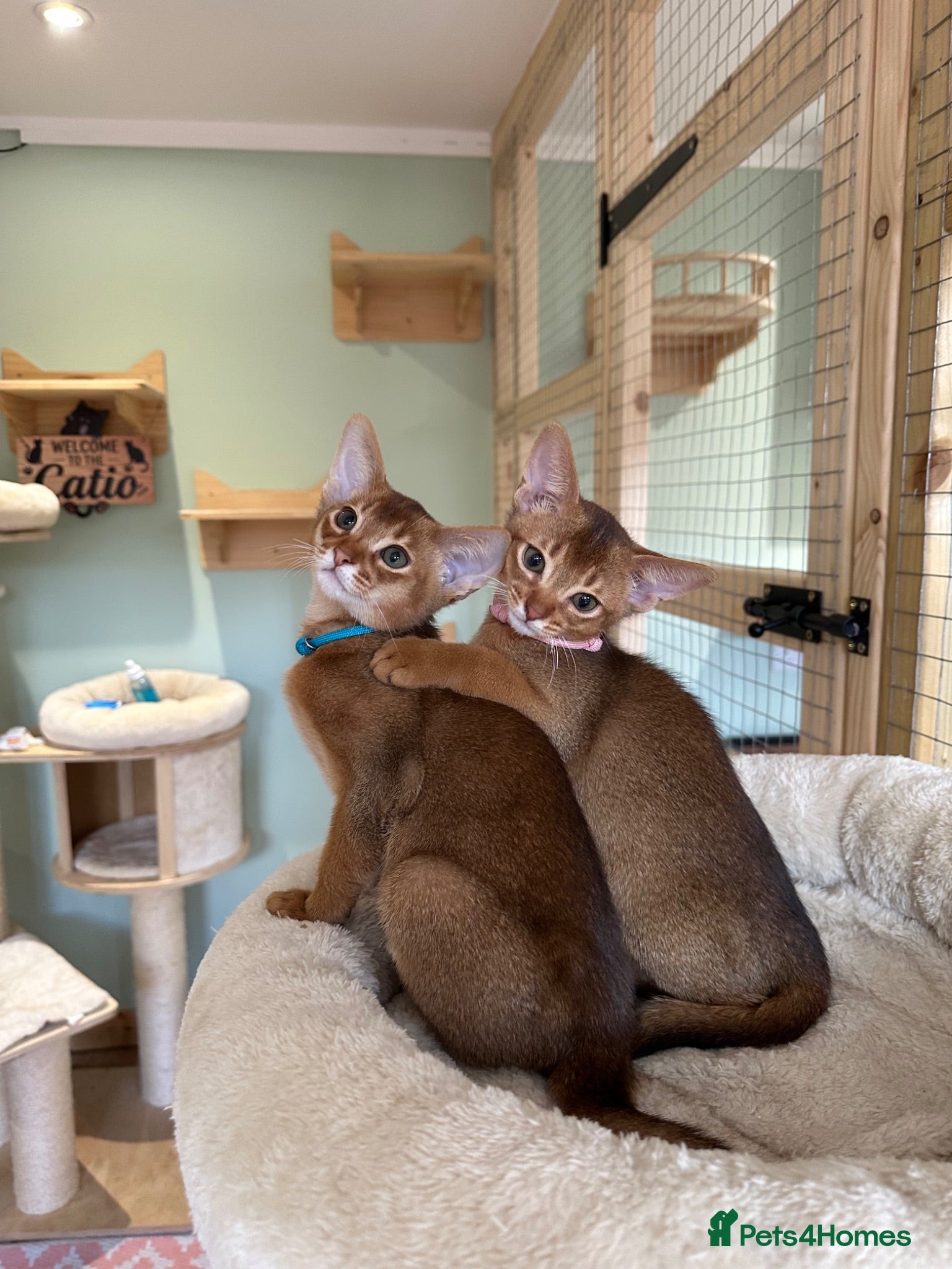 Abyssinian cats Abyssinian kittens  - Advert 3