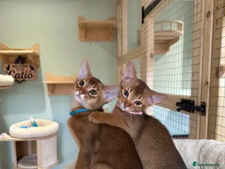 Abyssinian cats Abyssinian kittens - Advert 6