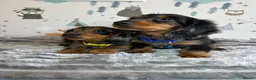 Miniature Dachshund dogs for sale: Long Haired Miniature Dachshund puppies,  - Advert 11