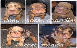 English Bulldog dogs for sale: English bulldog puppies - Image 1