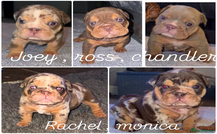 English Bulldog dogs - Advert 1