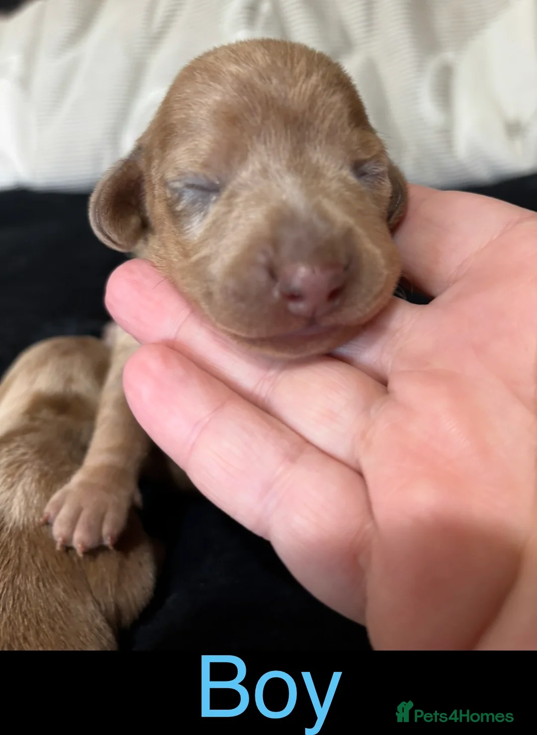 Miniature Dachshund dogs for sale: Mini Dapple Dachshund - Advert 14