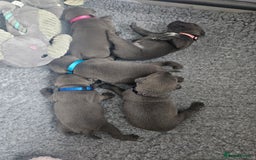 Staffordshire Bull Terrier dogs for sale: Staffordshire BullTerrier blue 💙  - Image 1