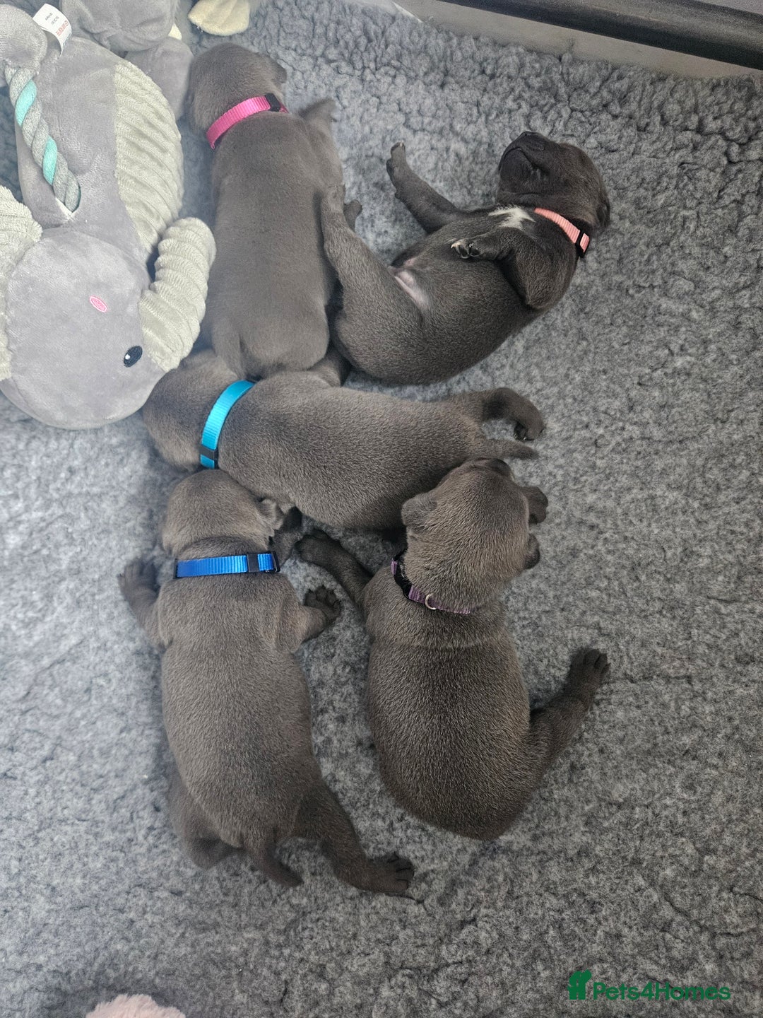 Staffordshire Bull Terrier dogs for sale: Staffordshire BullTerrier blue 💙  - Image 1