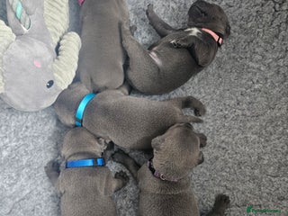 Staffordshire Bull Terrier dogs - Advert 1