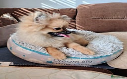 Pomeranian dogs for sale: Pom puppys with Kc reg , pedigree for sale - Image 7