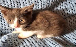 Mixed Breed cats for sale: Kittens for sale - Image 2