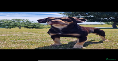Mixed Breed dogs - Advert 8