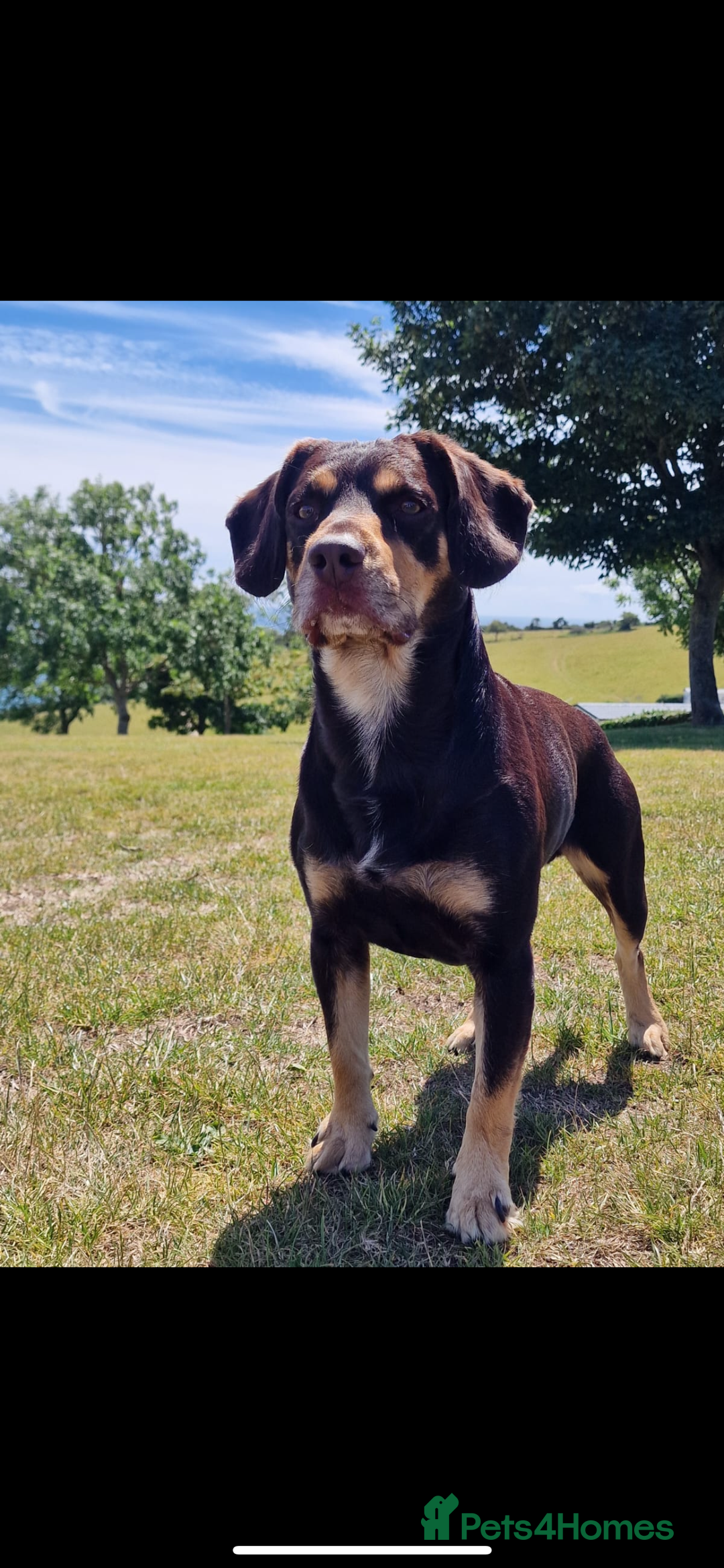 Mixed Breed dogs for sale: Puppies  - Image 2