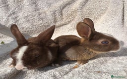 Mini Lop rabbits for sale: Two baby girls left!  - Image 5