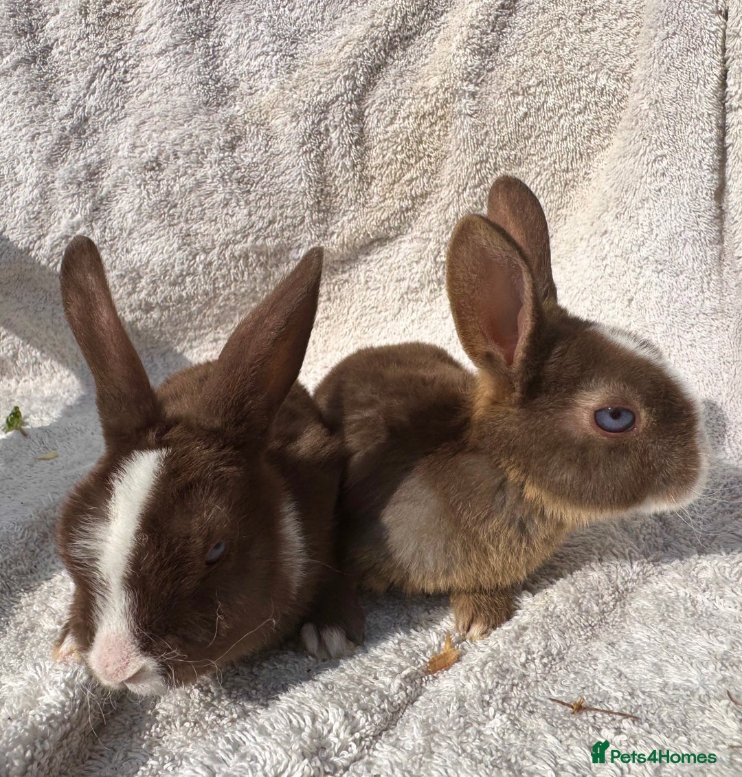 Mini Lop rabbits for sale: Two baby girls left!  - Image 5