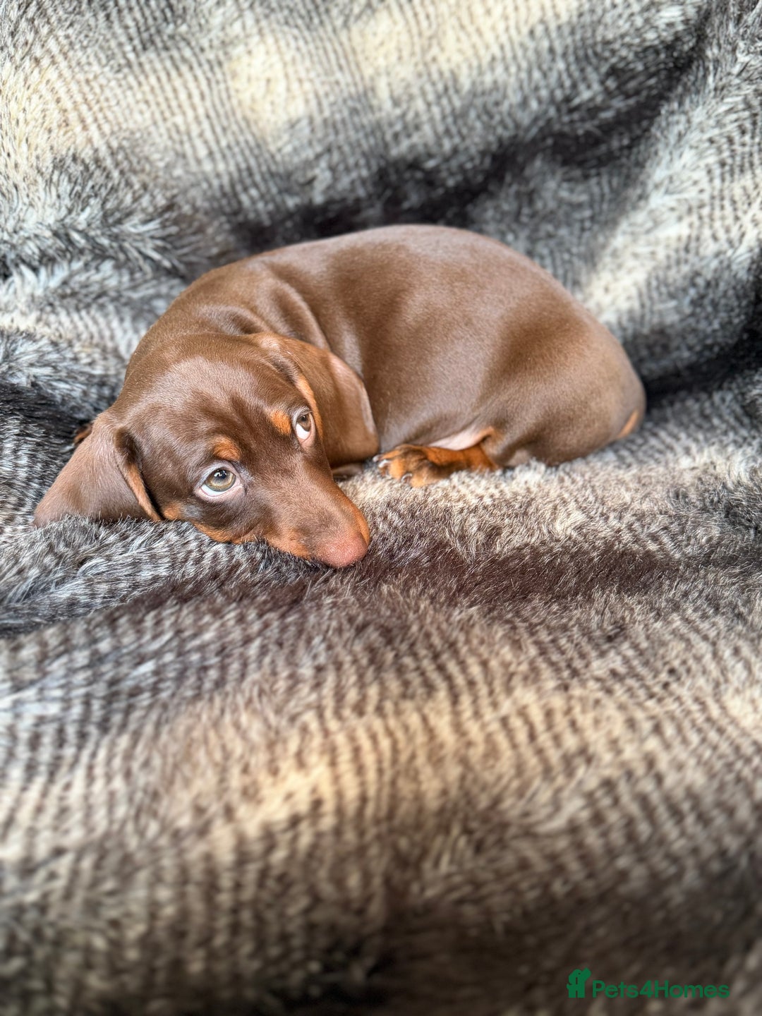 Miniature Dachshund dogs for sale: KC Registered Miniature Shorthaired Dachshund - Advert 17