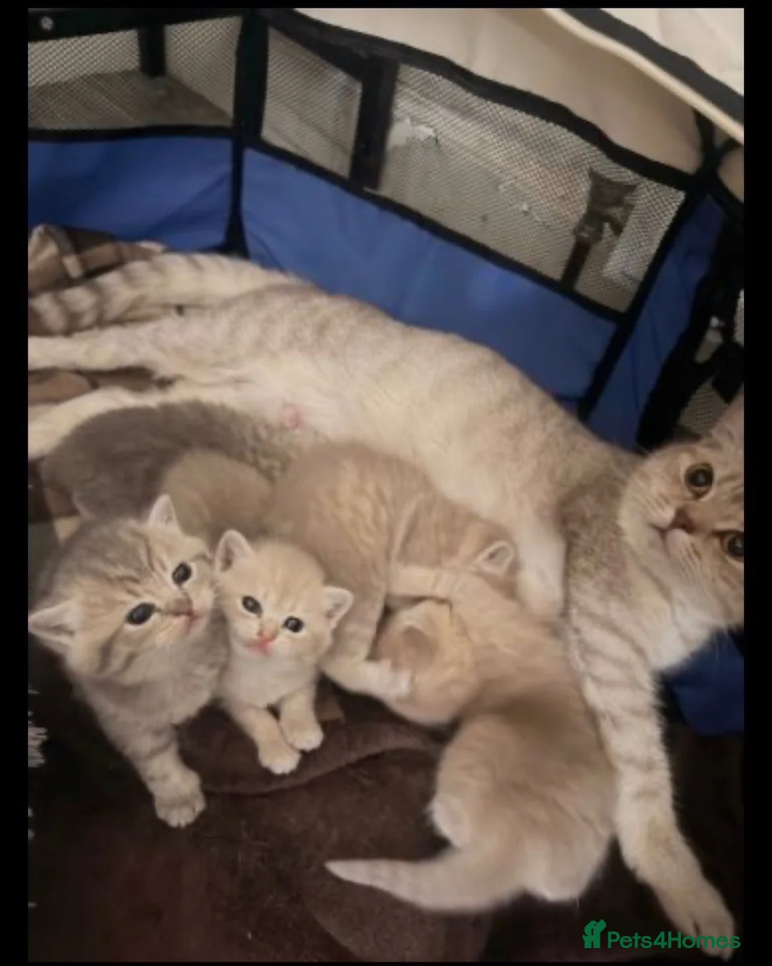 British Shorthair cats for sale: 🐾 British Shorthair Kittens - Advert 6
