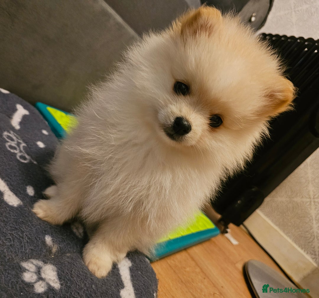 Pomeranian dogs for sale: 🩷 1 girl available white/cream 🩷 - Advert 2