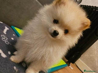 Pomeranian dogs 🩷 1 girl available white/cream 🩷 - Advert 6