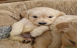 Golden Retriever dogs for sale: GOLDEN RETRIEVER PUPPIES BRED FOR TEMPERAMENT - Advert 3