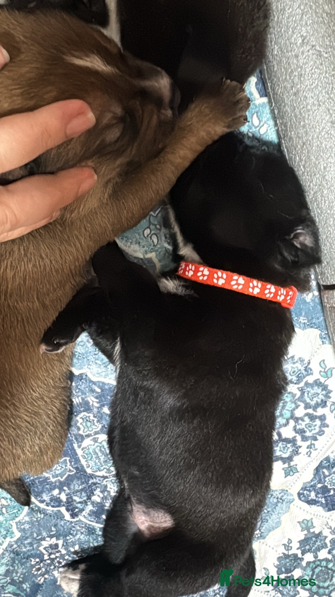 Mixed Breed dogs for sale: RARE BLUE EYE Sholly  ** tiff x Husky  - Advert 14