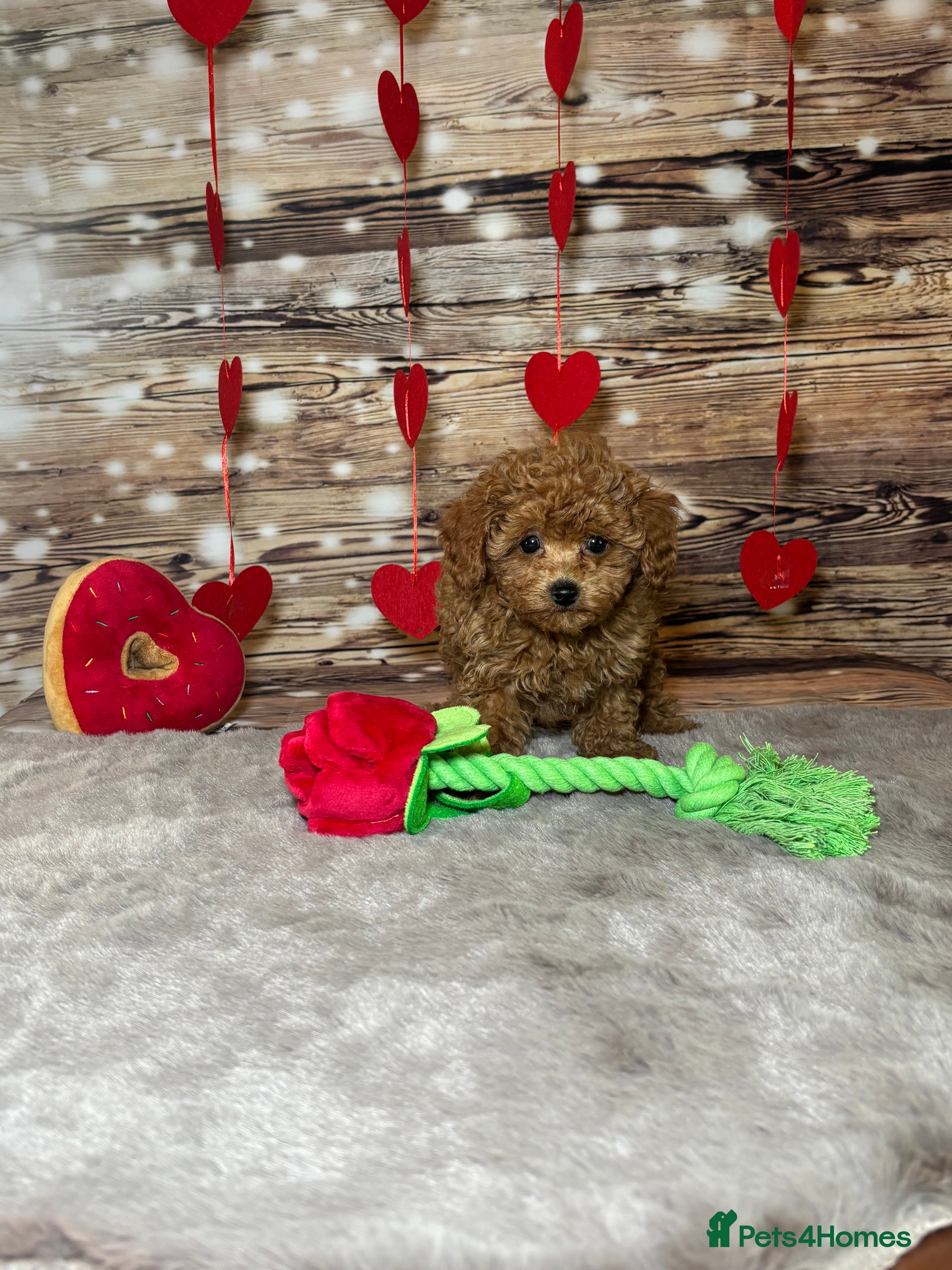 Toy Poodle dogs Asian x toy poodles available  - Advert 10