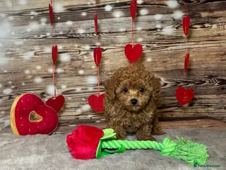 Toy Poodle dogs Asian x toy poodles available - Advert 10