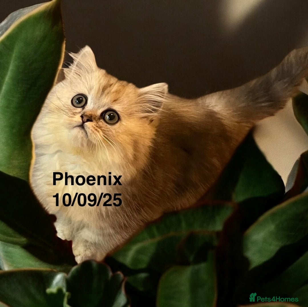 Munchkin cats for sale: Exceptional Quality & Extremely Rare Silver Minuet - Image 9