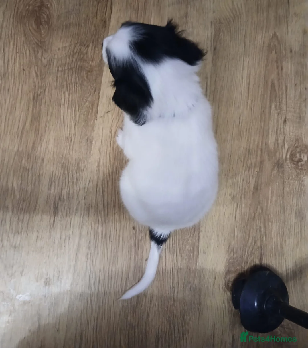 Mixed Breed dogs for sale: Beautiful Collie x Sprocker Puppies - Advert 12