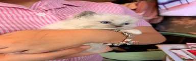 Ragdoll 2
