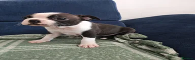 Boston Terrier 4
