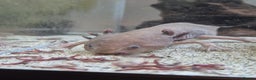 Axolotl reptiles for sale: Rehoming 2x Axolotls - 2.5 years old - Advert 1