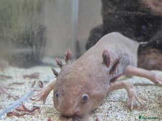 Axolotl reptiles Rehoming 2x Axolotls - 2.5 years old - Advert 1