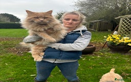 Maine Coon cats for stud: Maine Coon Stud: Clear for all genetic diseases in Peterborough - Image 4