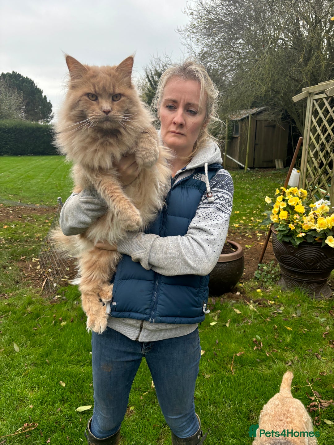 Maine Coon cats for stud: Maine Coon Stud: Clear for all genetic diseases in Peterborough - Image 4